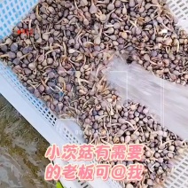 小慈姑