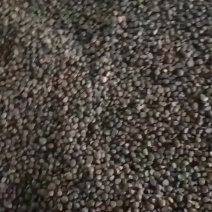 出售越南油茶籽