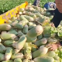 青萝卜