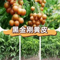 黄皮果苗产地直销量大质优价格优惠一手货源欢迎采购