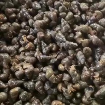 湖北薄壳无青苔螺蛳，规格齐全，产地直销货源充足，欢迎咨询