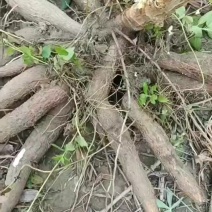 广西华南9号黄肉木薯，新鲜现发，糖水专用，质量稳定
