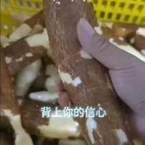 大量批发生产，去皮黄心木薯，糖水店专用木薯，有量有价