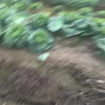 铁头