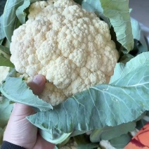 通许花菜大量上市