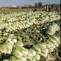 黄心大白菜
