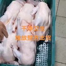精品黑粽鹅，现宰现发每天新鲜发货，视频看货，支持预定