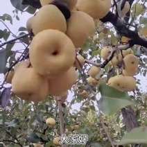 酥梨正在出售中