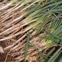 大葱正在出售中