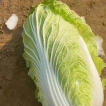 567玲珑黄白菜