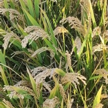 江苏沭阳高墟大米（梗米）
