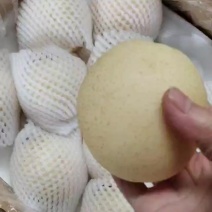 皇冠梨热卖中，需要滴老板赶紧了