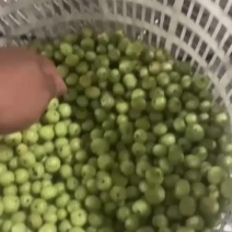 油柑果牛柑果