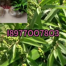 益智仁海南益智仁绿化苗木城市风景观赏苗姜科多年生本草植物