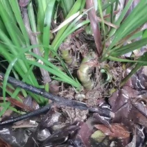 大量供应红心大叶野生石菖蒲种苗，基地直发