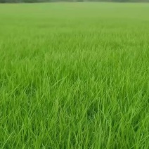 精品混播草需要联系，安徽省合肥市巢湖湖北武汉周边钟祥均有基地