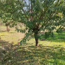 苗圃大量出售13公分青叶碧桃