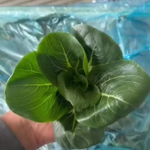 黑菜