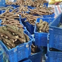 华南9号木薯
