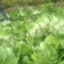 黄心白菜