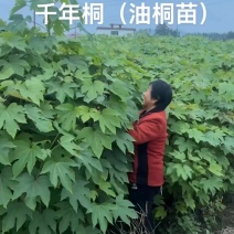 一年生千年桐苗