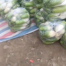 水喜青萝卜。口感好脆甜。有欧亚2号，大面积的青萝卜上市。