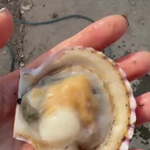 鲜活港湾贝（小红贝）10-12