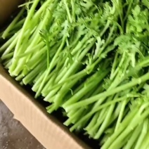 茼蒿