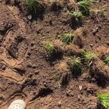 韭菜根一年新根