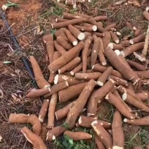 湛江木薯保质保量订多包送