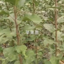 苹果苗