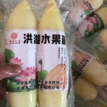 真实价格，水果藕，洪湖莲藕，用于清炒和刺生制作。