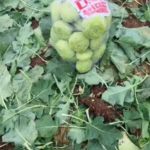 本地苤蓝大量上市价格不高