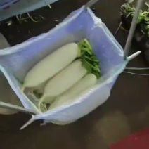 精品白萝卜