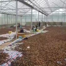 湖南老树小籽土榨茶油