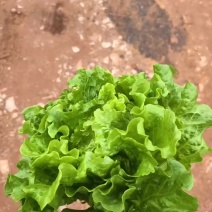 大利生菜
