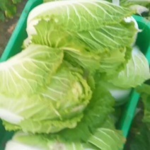 宁夏精品大白菜