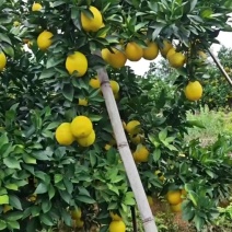 赣南信丰脐橙