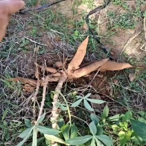 湛江木薯，大量木薯，黄心，木薯上市。价格便宜，欢迎采购。