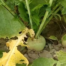 芥菜疙瘩大量上市中有需要老板联系