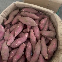 西瓜红蜜薯