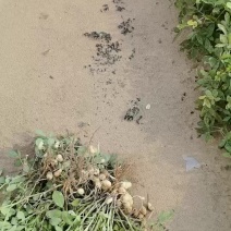 新鲜花生