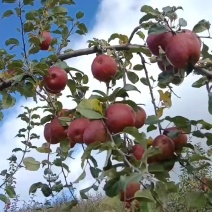云南宁蒗县正宗高海拔糖心苹果，无农药。