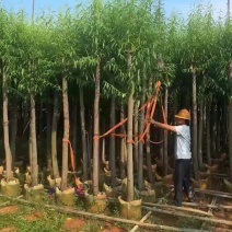 柳树垂柳3—20公分自家移植苗大量现货