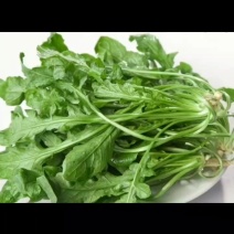 2025年野菜大叶荠菜地菜包子饺子火锅