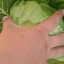 手感甘蓝大量现货要的抓紧联系