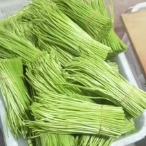 精品芦蒿天天有货
