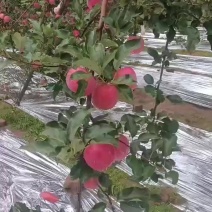 庆阳红富士
