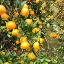 广西南丰蜜桔，大量上市，皮张口感过头非常的好，是想有需要
