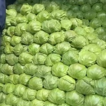 甘蓝甘蓝大量上市中